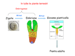 11 Embrione seme germinazione anatomia radice parte 1