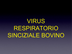 virus sinciziale respiratorio
