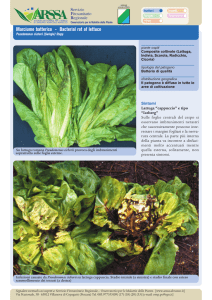 Marciume batterico - Bacterial rot of lettuce
