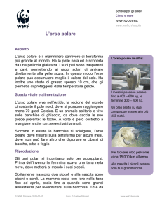 L`orso polare - Clima e orsi polari