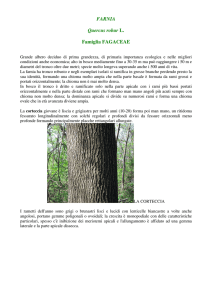 FARNIA Quercus robur L. Famiglia FAGACEAE