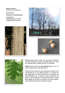 Quercus rubra L. Scheda di riconoscimento: Caducifoglia Corteccia