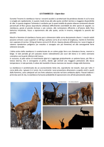 LO STAMBECCO – Capra Ibex