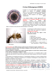 Il virus Chikungunya (CHIKV)