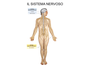 Sistema Nervoso 1 File