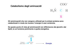 16. Catabolismo degli amminoacidi