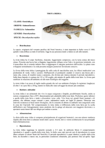 TROTA IRIDEA CLASSE: Osteichthyes ORDINE: Salmoniformes