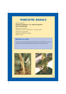marciume basale - Agricoltura Regione Emilia