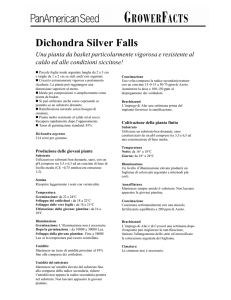 Dichondra Silver Falls