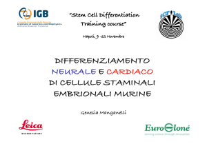 differenziamento neurale e cardiaco di cellule staminali - IGB-CNR