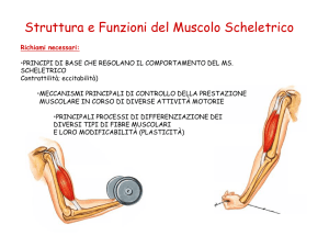 Struttura e Funzioni del Muscolo Scheletrico - FISIOTERAPIA