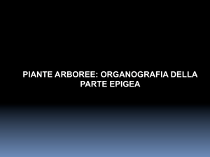 PIANTE ARBOREE: ORGANOGRAFIA DELLA PARTE EPIGEA
