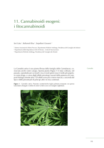 11. Cannabinoidi esogeni: i fitocannabinoidi