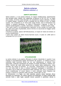 Salvia Sclarea - Pianteofficinali.org
