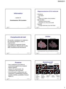 Informatica Complessità dei dati Actina Proteine Amminoacidi