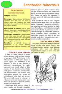 Leontodon tuberosus - Piante spontanee in cucina