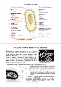 Strutture esterne della cellula batterica