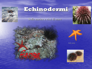 Echinodermi - Soglian Amaldi