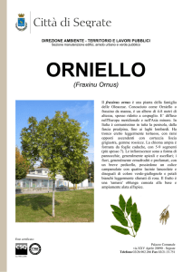 orniello - Comune di Segrate