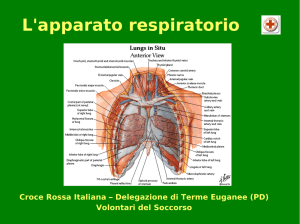 L`apparato respiratorio