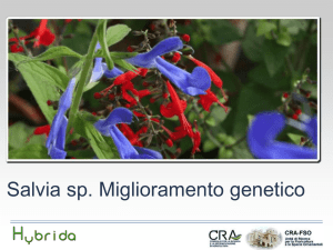 Salvia spp. Miglioramento genetico