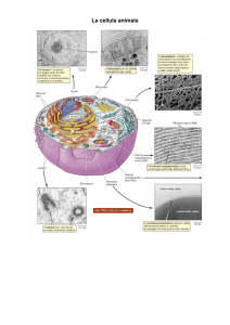 La cellula eucariote animale