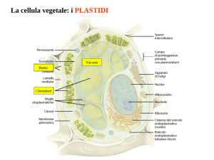 2 La cellula - plastidi