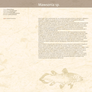 Mawsonia sp (PDF 408 KB)