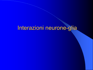 Lezione Interazione neurone gliale File - e