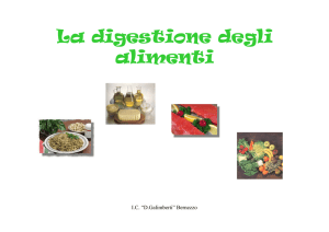 (in pdf) digestione e assorbimento
