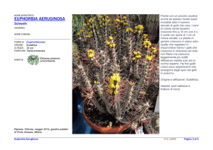 E\Euphorbia Aeruginosa
