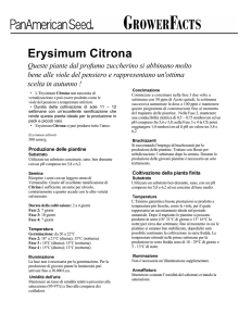 Erysimum Citrona