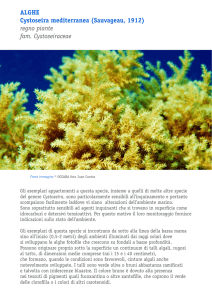 Alghe Cystoseira mediterranea (Sauvageau, 1912) regno piante