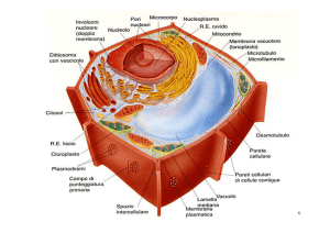 Botanica 3 Endomembrane
