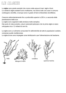 classificazione delle piante