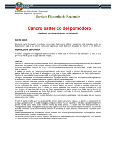 Cancro batterico del pomodoro