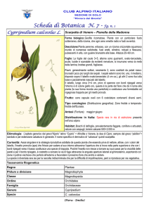 SCHEDA N. 7 cypripedium calceolus