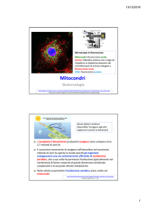 Diapositive mitocondri