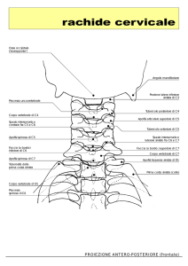 rachide cervicale - Area Radiologica