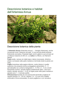 Descrizione botanica e habitat dell`Artemisia Annua