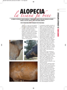 alopecia - Morini Stefano, Medico Veterinario, ***NON*** allevatore
