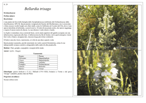 Bellardia trixago - CEA Bernalda e Metaponto