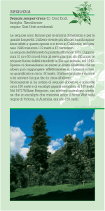 sequoia - Comune di Arco