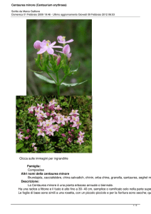 Centaurea minore (Centaurium erythraea)