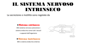 il sistema nervoso intrinseco - Progetto e