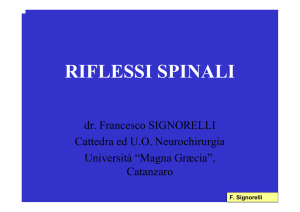 riflessi spinali - Cattedra Neurochirurgia CZ