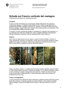 Scheda sul Cancro corticale del castagno (PDF, 290 kB, 30.03.2015)