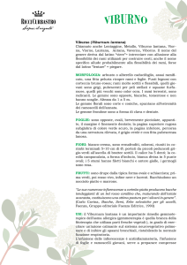 Viburno (Viburnum lantana)