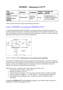 MTHFR – Mutazione C677T