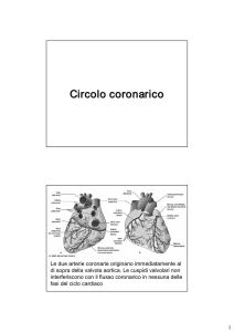 Gri 16) Circolo coronarico